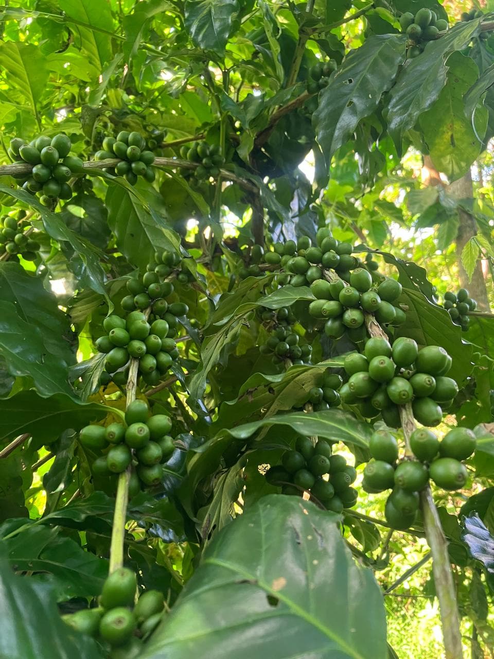 Coffee farm and partner producers